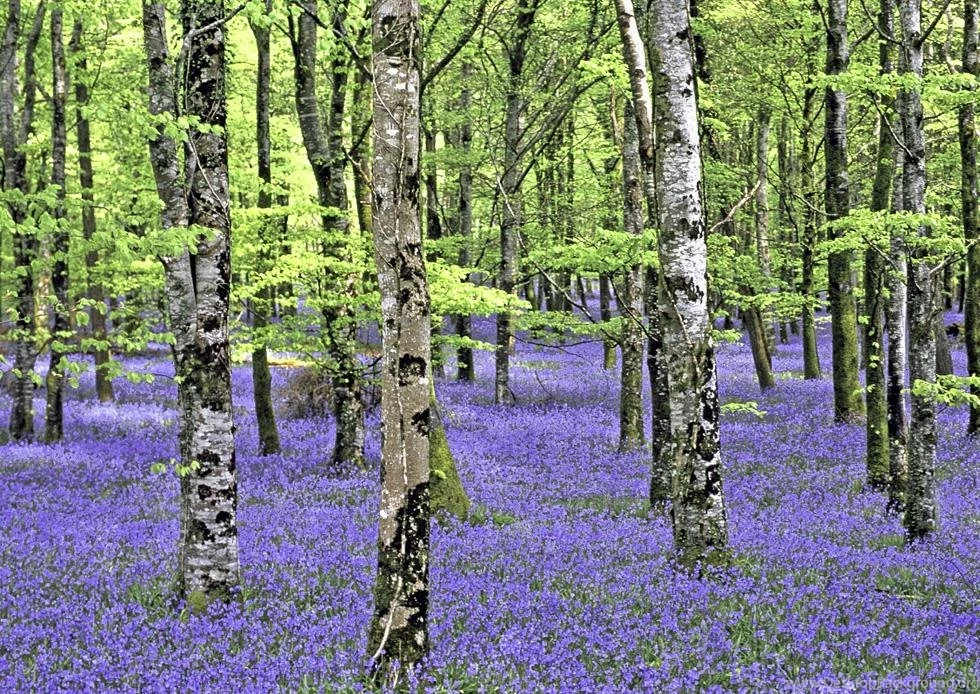 BLUEBELL FOREST WALLPAPER ( Desktop Background