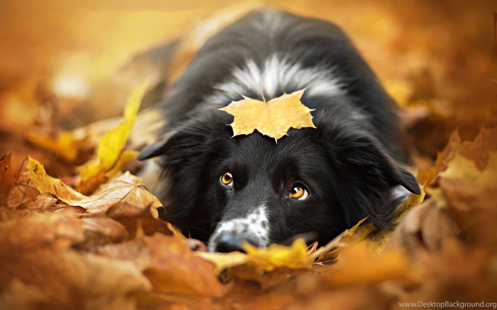 Free Dog Mac Wallpapers, iMac Wallpapers, Retina MacBook Pro ...