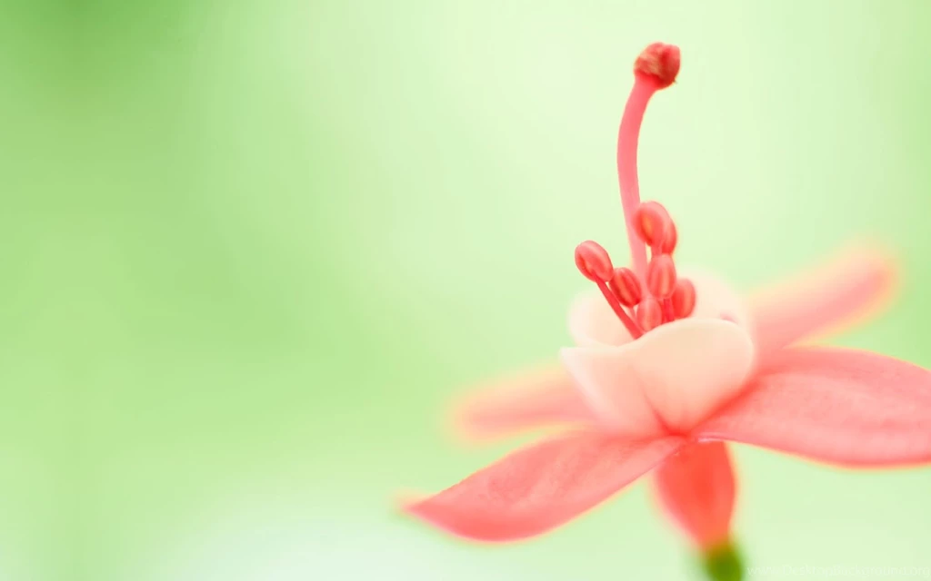 Huge Wallpapers Bundles: Windows 8 Official Flower Wallpapers ...