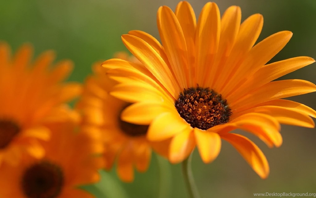 High Quality Orange Flowers Wallpapers