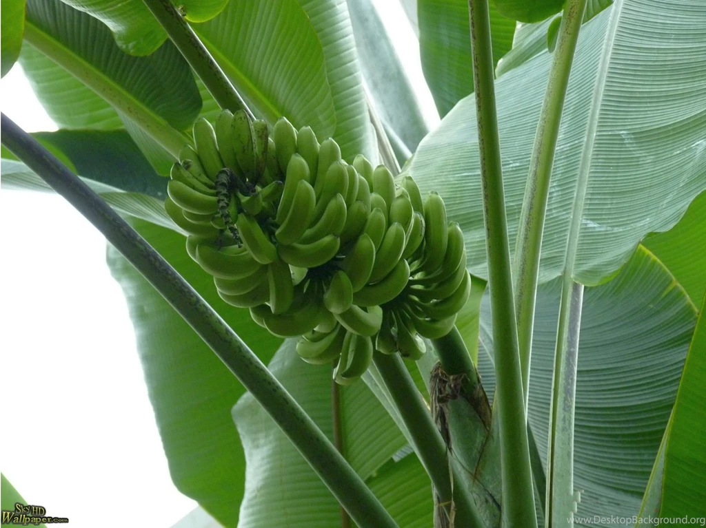 Banana HD Wallpapers