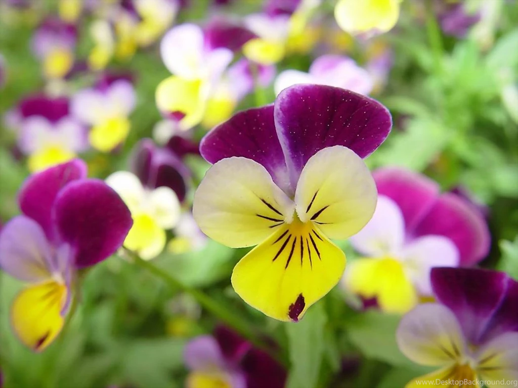 Free Pansies Flowers Wallpapers Computer Desktop Wallpapers