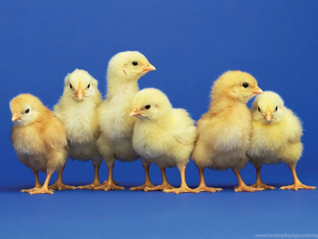 Pictures Of Easter Chicks Wallpapers HD Base