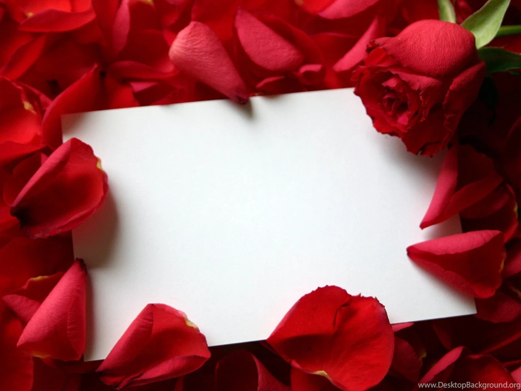 Humor Funny Pics: Rose Wallpapers Desktop