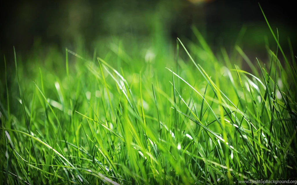 1920x1200 Just Grass Desktop PC And Mac Wallpapers