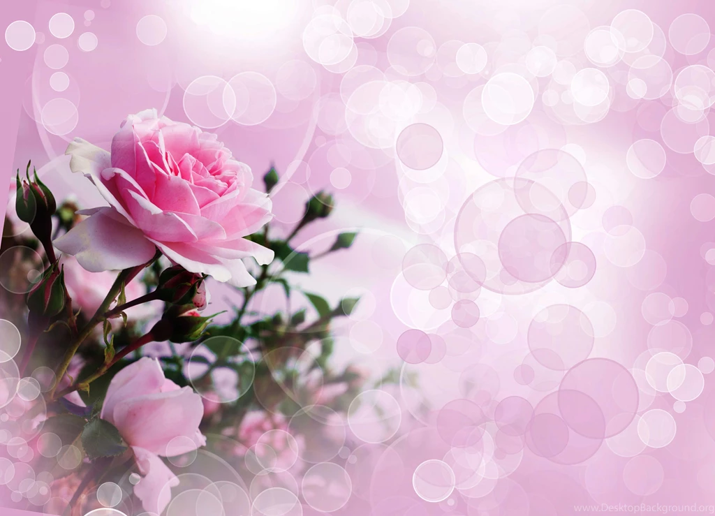 Rose Images Wallpapers