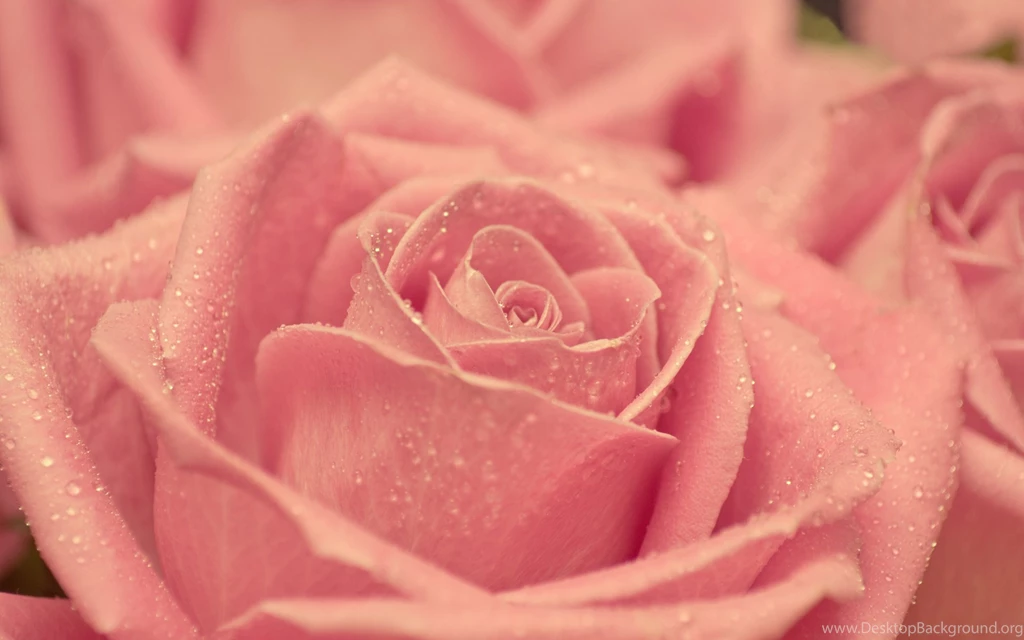 Pink Roses Wallpapers Free Download 5718 Hd Wallpapers Desktop