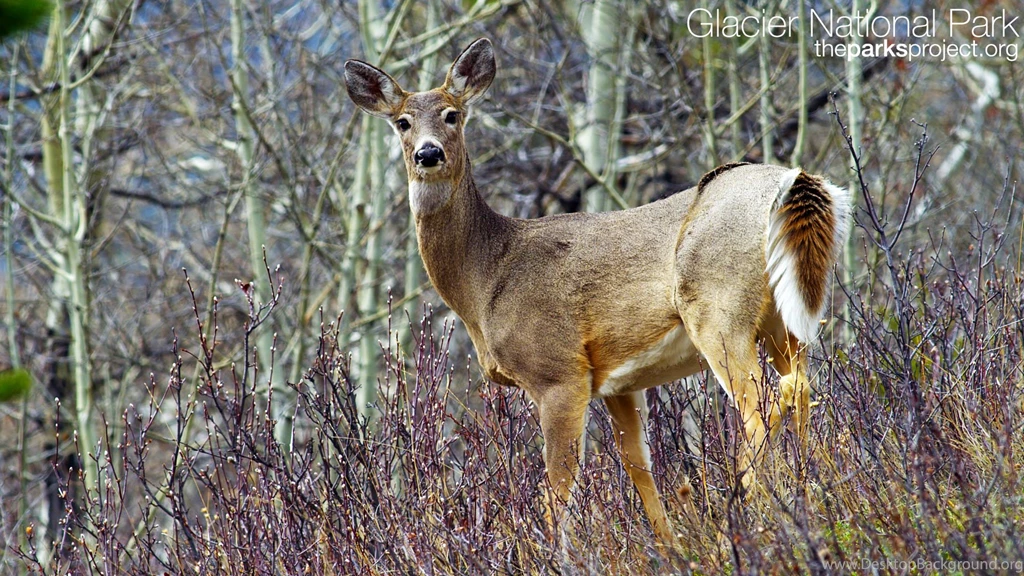 Wallpapers – Moose, Whitetail Deer And A Mountain Bluebird « The ...
