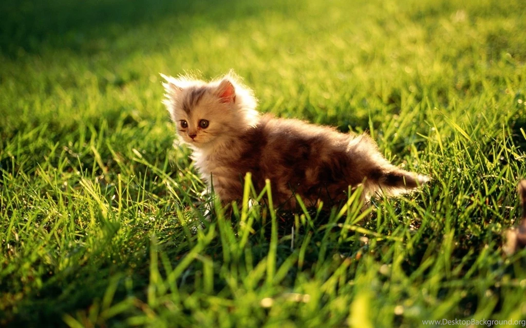 40 Adorable Pictures Of Cute Kitties