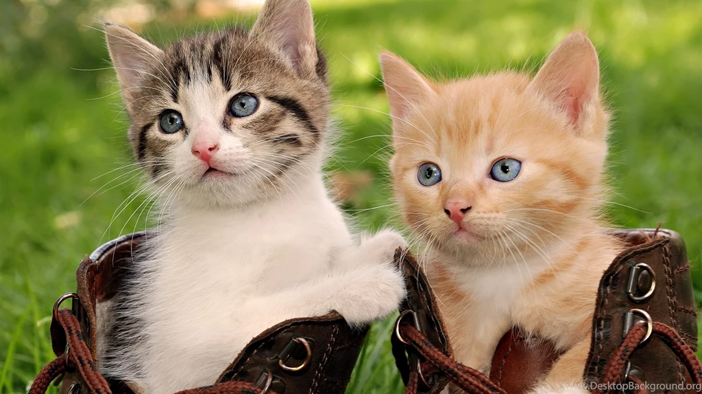 Cats Wallpapers Collection (44+)