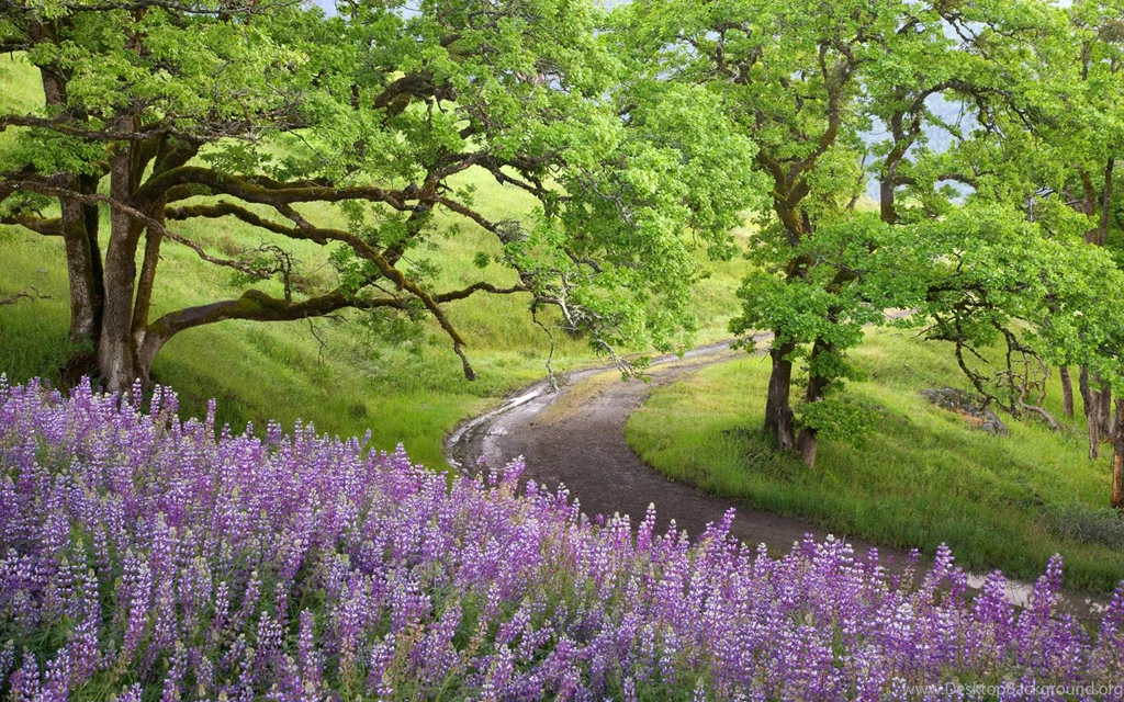 Beautiful Scenery Wallpapers