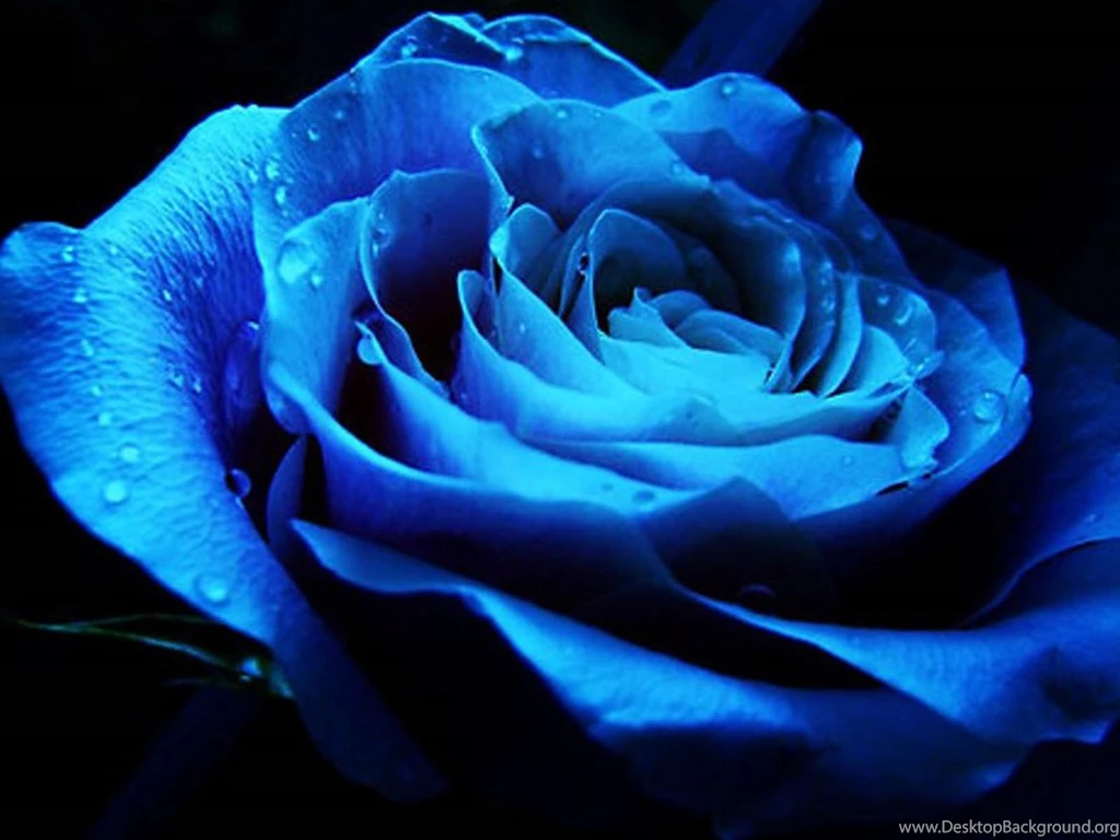 Blue Rose Lessons TES