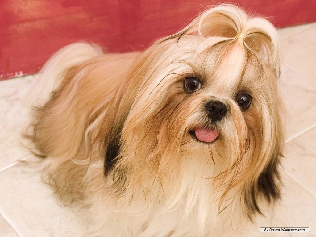 Dogs Wallpapers Collection (44+)