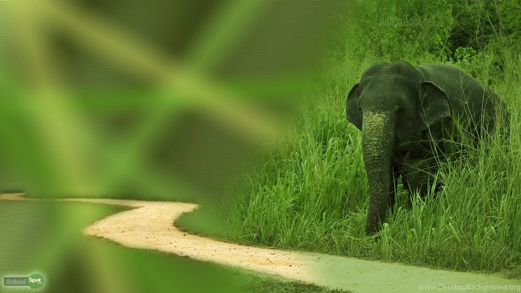 Elephant Wallpapers « Animal Spot