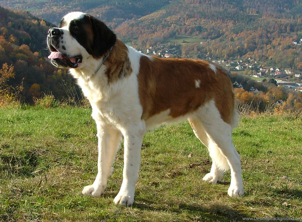 15/11/2015 1136x640px Saint Bernard Desktop Wallpapers Animals ...