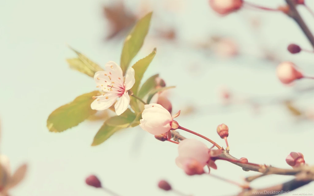 Amazing Sweet Wallpapers Rings Image Rose Picture