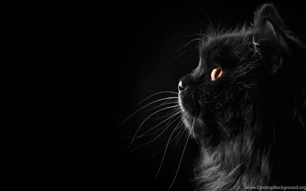 Black Persian Cat Wallpapers HD Free Download For Desktop Desktop ...