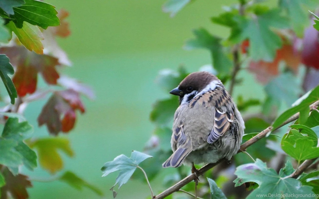 Lovely City Sparrow HD Photography Wallpapers 8 - Animal ...