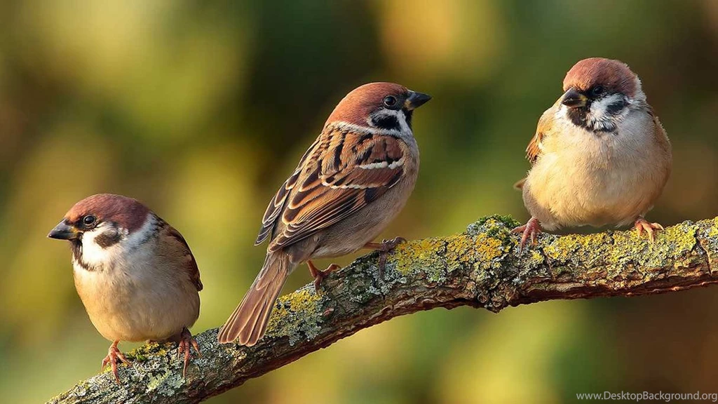 Beautiful Sparrow Bird Wallpapers – Free Full Hd Wallpapers For ...