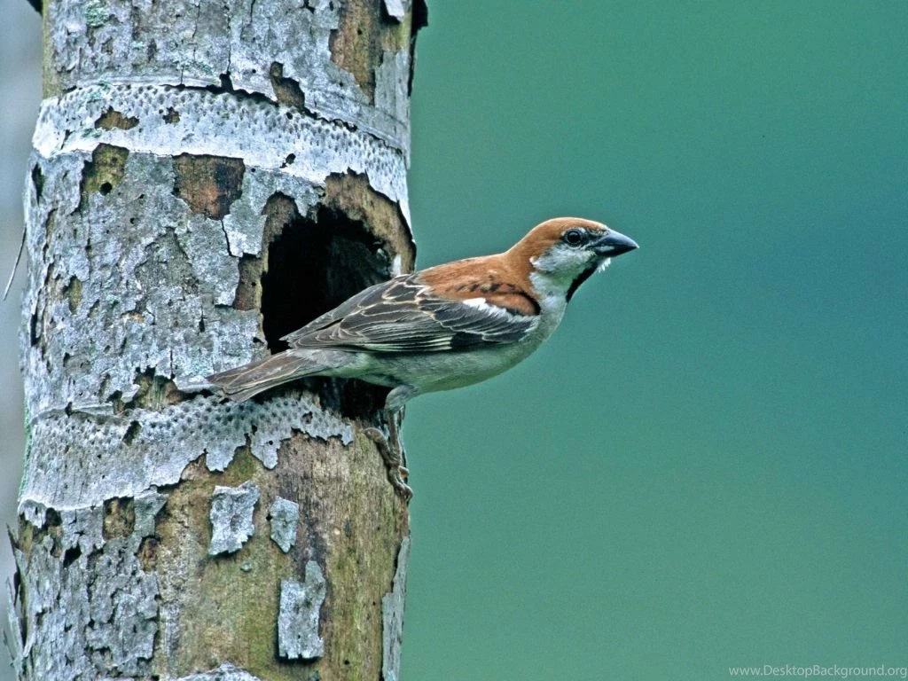 Desktop Wallpapers · Gallery · Animals · Cinnamon Sparrow