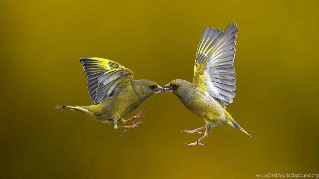 Sparrow Wallpapers Windows 10 Wallpapers
