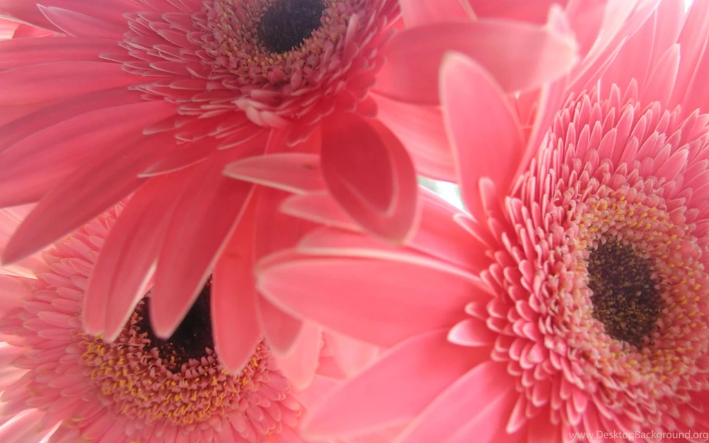 Flower Wallpapers