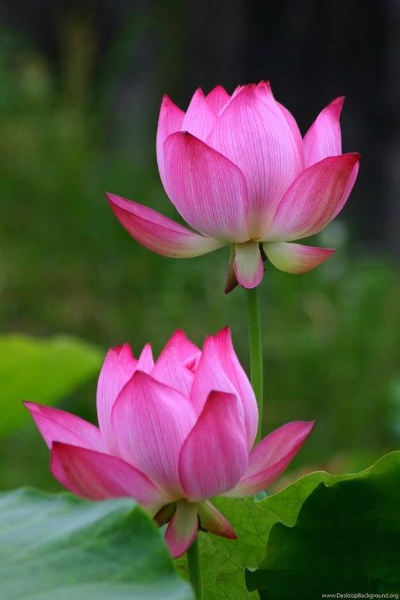 Lotus Wallpapers