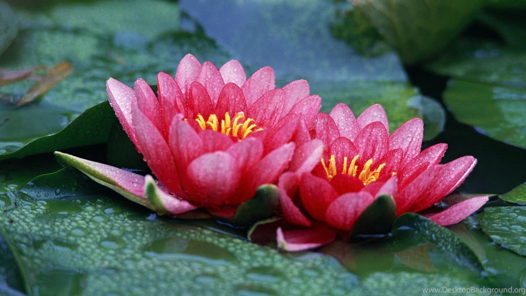 Red Lotus Flower Wallpapers 20, Lotus Flower Pictures & Images