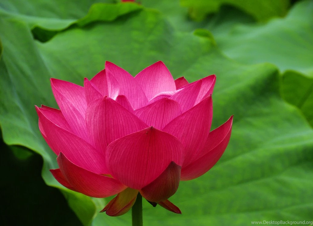 Red Lotus Flower Wallpapers 15, Lotus Flower Pictures & Images