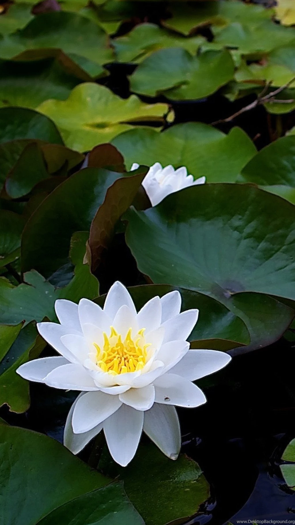 Plant & Flower