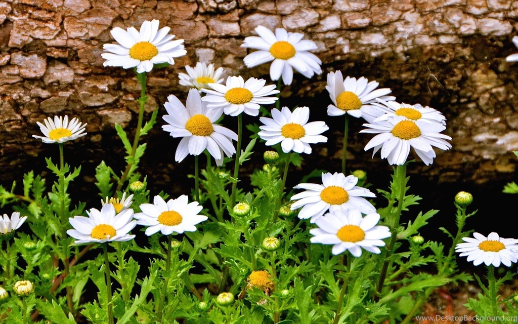 Flower Flowers Chamomile Daisy Flowers Beautiful Backgrounds ...