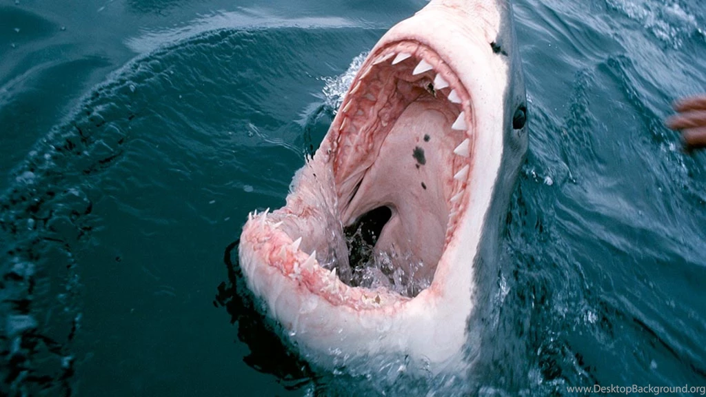 Great White Shark Mouth, 1920x1080 HD Wallpapers And FREE Stock Photo ...