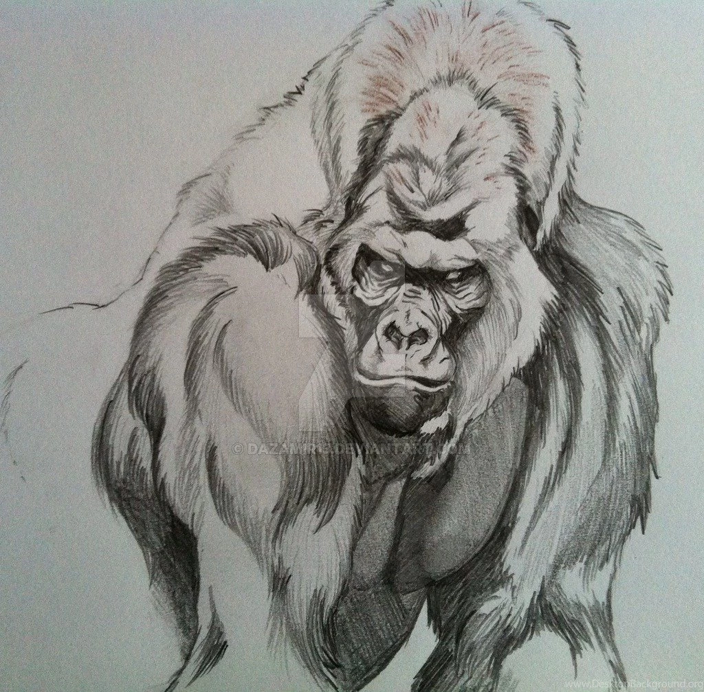 Silverback Gorilla By DAZAMIR13 On DeviantArt