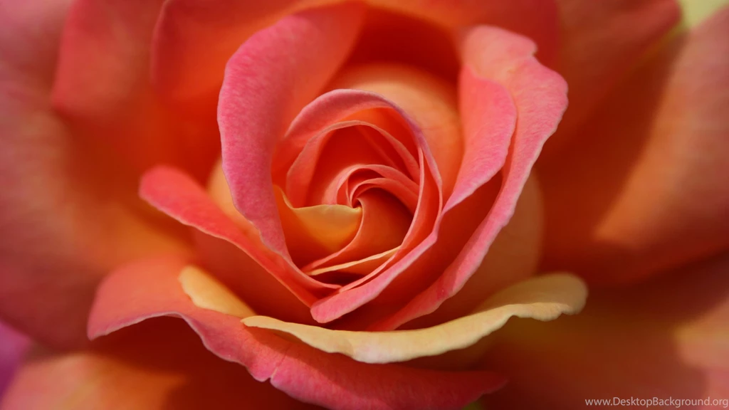Single Rose Wallpapers 45, Rose Flower Images, Rose Pictures And ...
