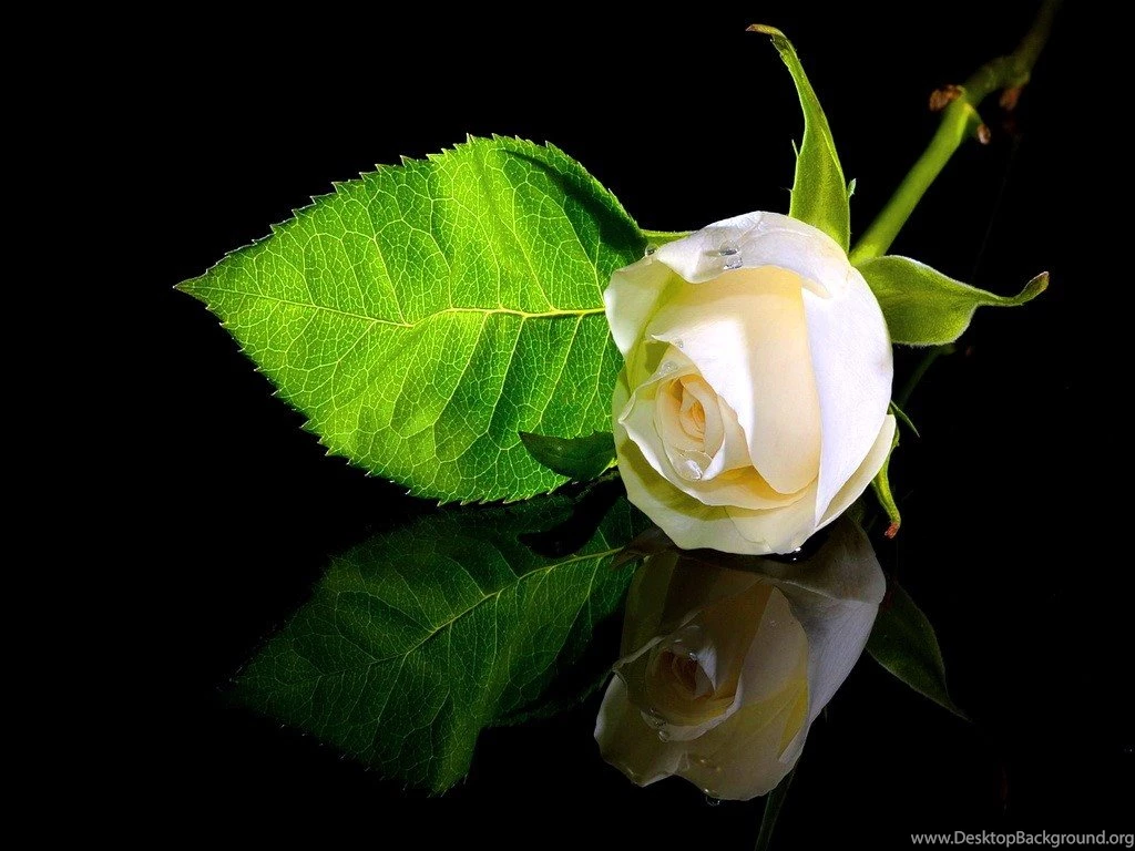 Flowers: Singular Reflection Leaf Single Rose White Surface Drop ...