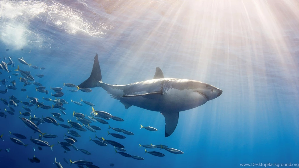 White Shark HD Wallpapers