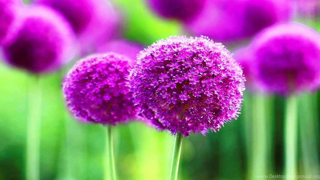 Purple Cute Flowers Wide Wallpapers New Hd Wallpapernew Hd Wallpapers Desktop Background