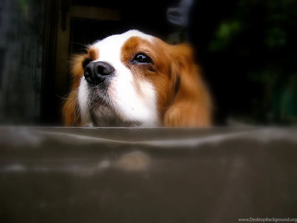 Cavalier King Charles Spaniel