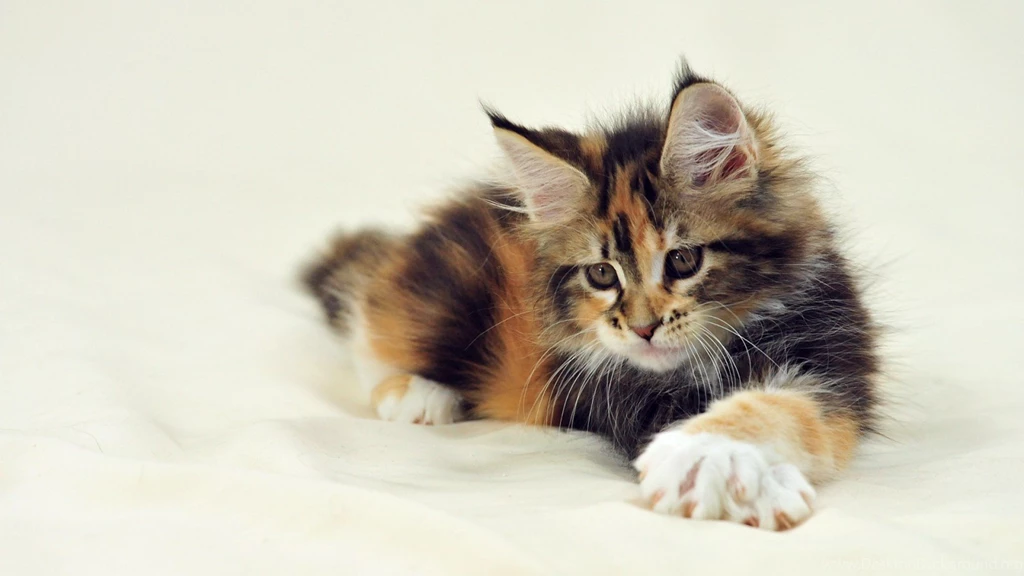 Maine Coon Wallpaper.