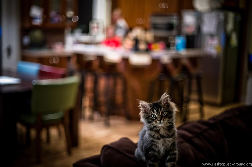 Cute Kid Maine Coon Wallpapers And Images Wallpapers, Pictures ...