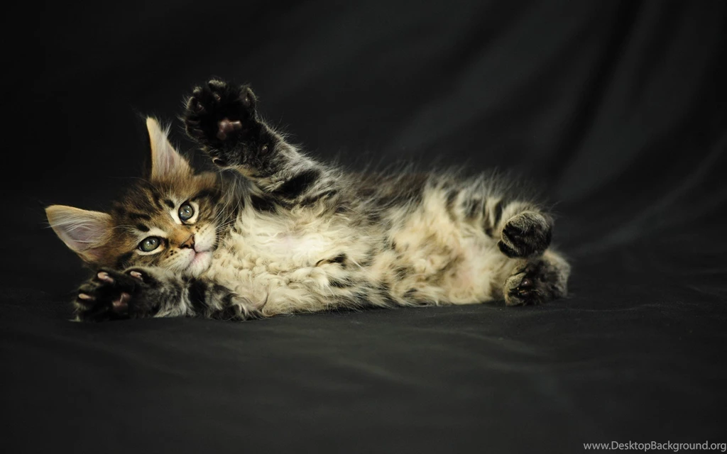 Small Playful Maine Coon Cat On A Black Backgrounds Wallpapers And ...