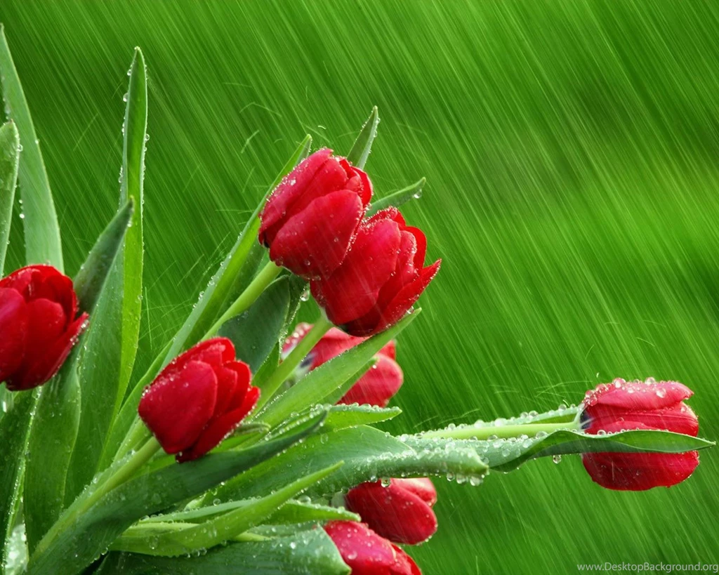 Wallpapers Of Flowers And Nature Wallpapers Zone