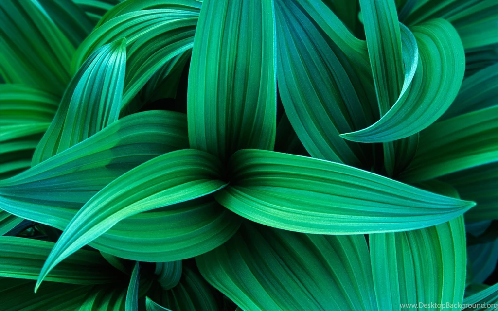 Download Wallpapers 1920x1200 Leaves, Grass, Plant, Shape, Strip ...