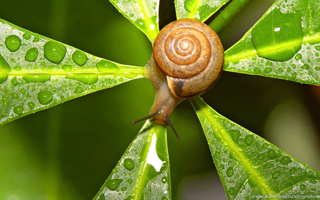 Snail And Plant - Animal Wallpapers Free Download Wallpapers ...