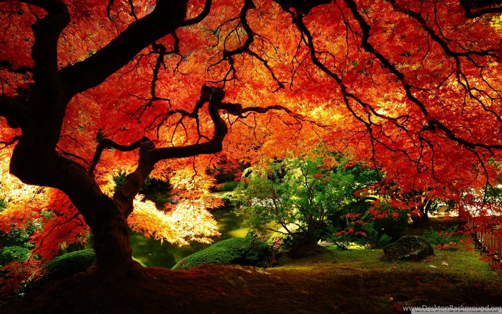 Beautiful Autumn HD Desktop Wallpapers : Mobile : Dual Monitor