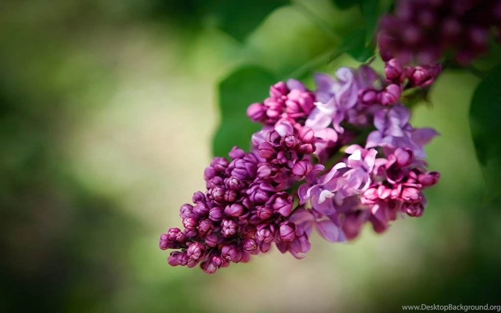Lilac, Flowers, Wallpaper, Images, Hd, Desktop, Background, Free ...