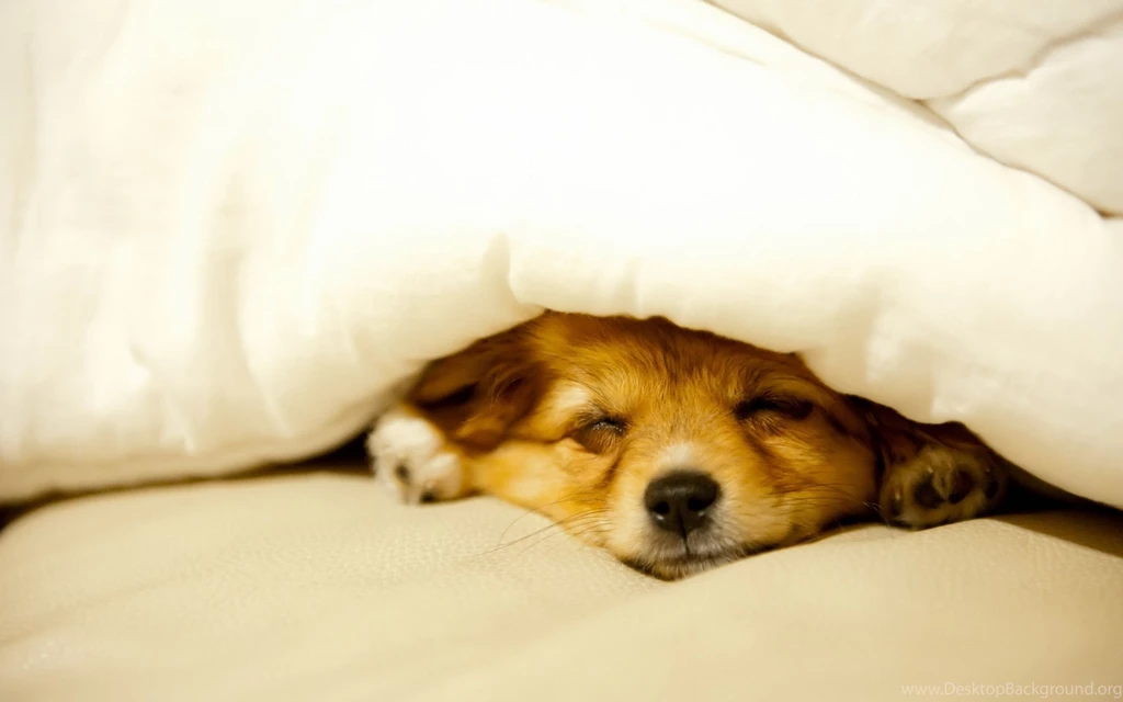 Cute puppy sleeping animal hd wallpaper 2560x1600 12517.jpg