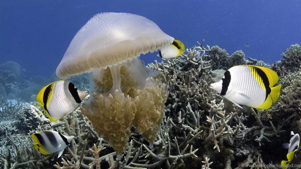 Wallpapers Fish Under The Sea D Hd Herunterladen With Resolution ...