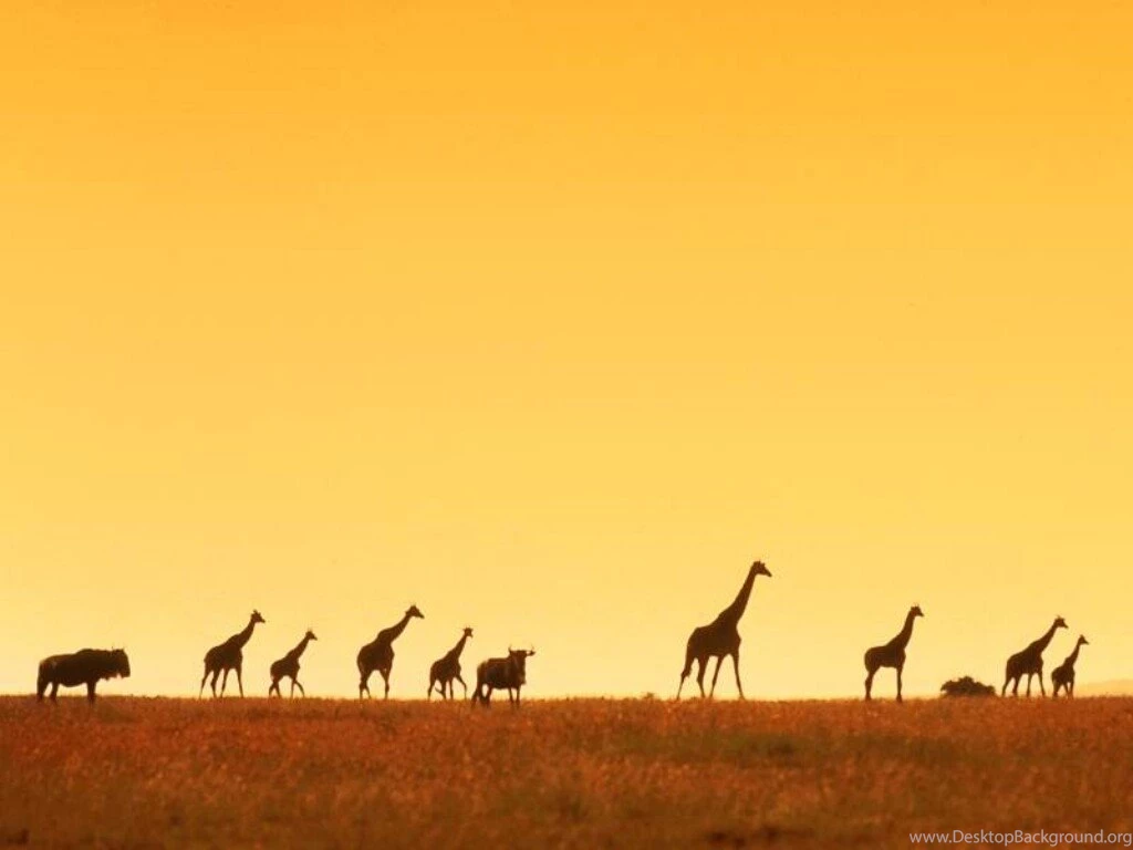 Wallpapers Giraffe 555661 Wallpapers