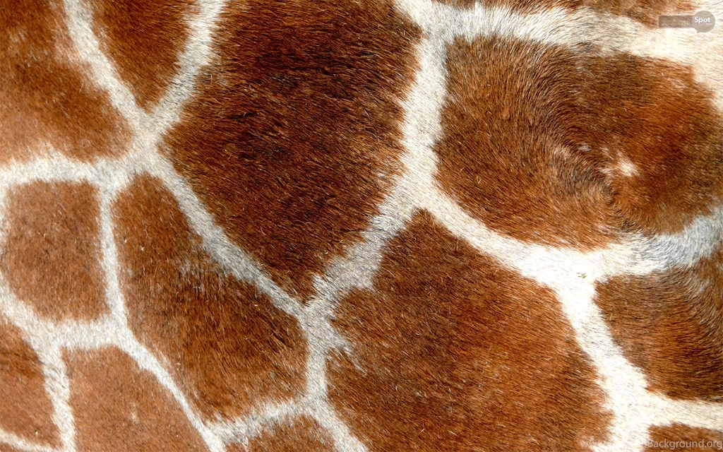 Giraffe Wallpapers « Animal Spot